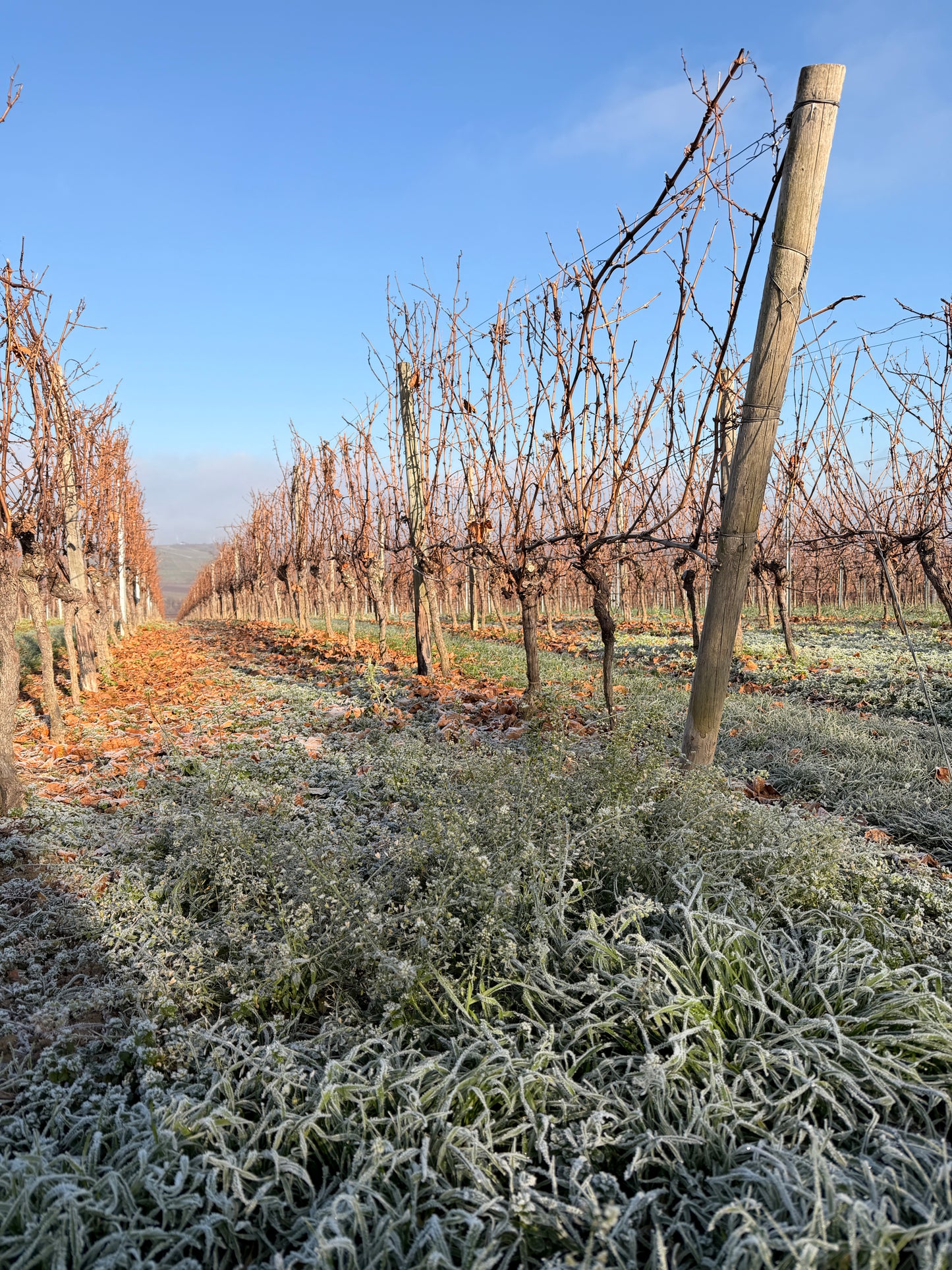 Yoga & Wine Retreat im Weinzuhause 27.11.26 - 29.11.26