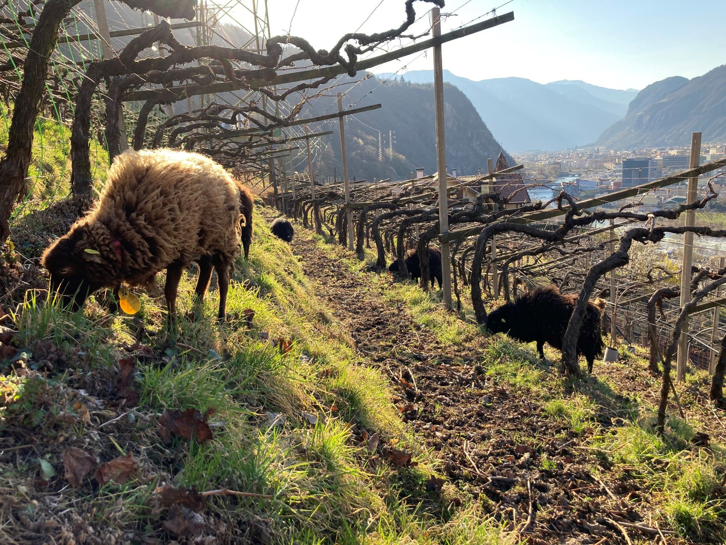 UNFILTERED: Naturwein-Retreat in Südtirol (6.–9. November 2025)